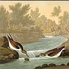 predators by John James Audubon